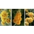 Budleja NA PNIU żółta Weyera SUNGOLD sadzonki - rarytas o unikalnym kolorze
